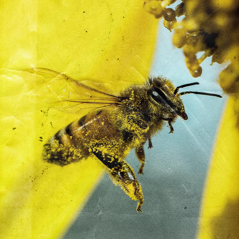 Honey Bee cover art by DeltaX